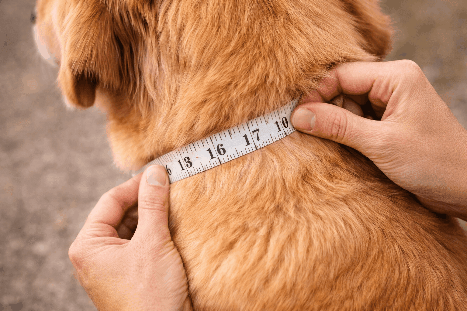 How to Choose the Right Size Leather Dog Collar