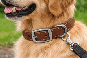 leather brown dog collar