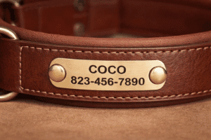 leather dog collar with name plate