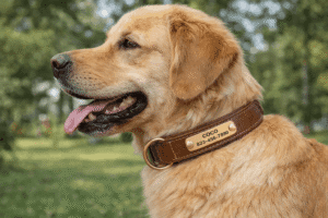 leather dog collar with name plate