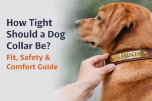 How Tight Should a Dog Collar Be