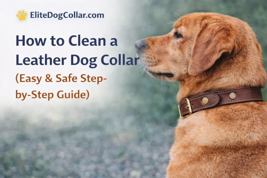 How to Clean a Leather Dog Collar